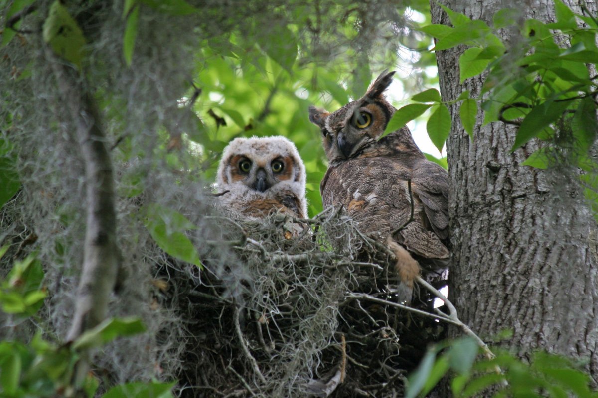 Ушастая Сова гнездо
