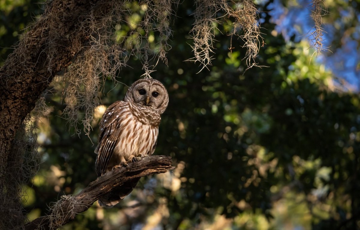 Совой-неясытью и деревом