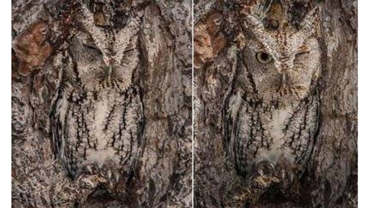 Сова Мимикрия