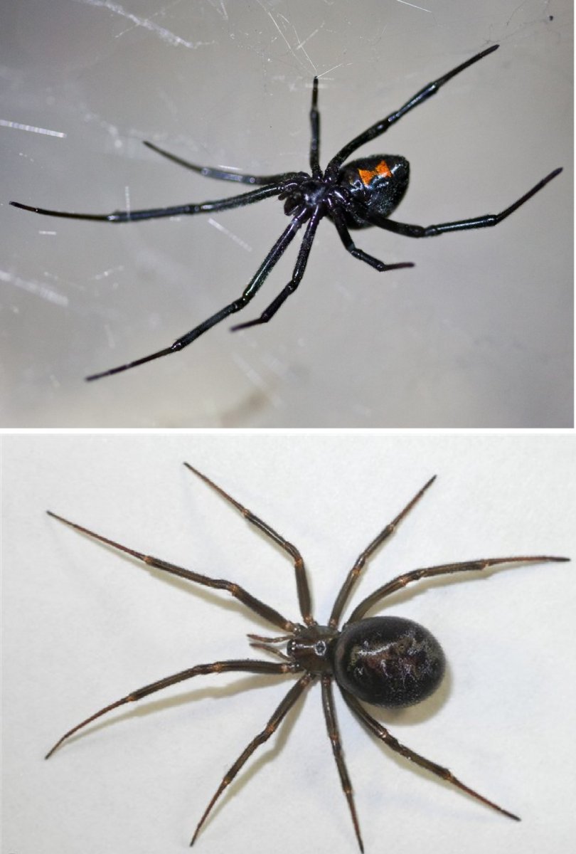 Паук стеатода Каштановая