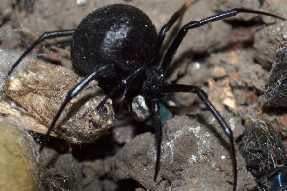 Каракурт (Latrodectus tredecimguttatus)