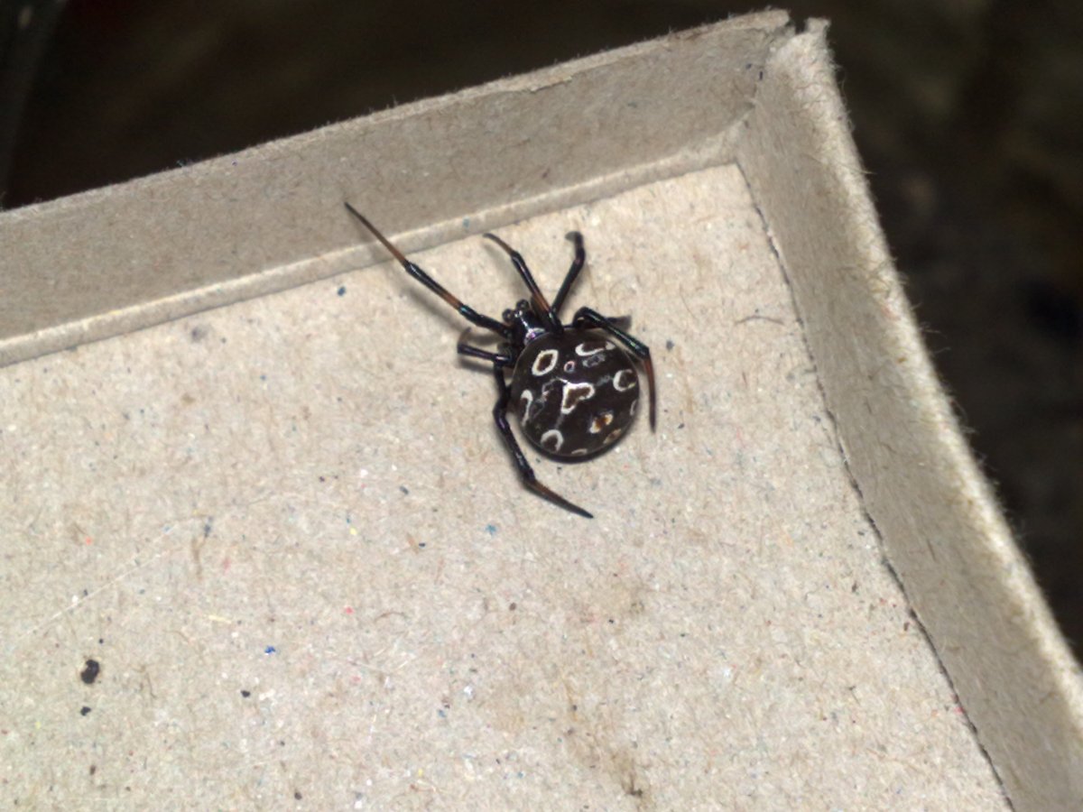 Белый Каракурт маленький паук