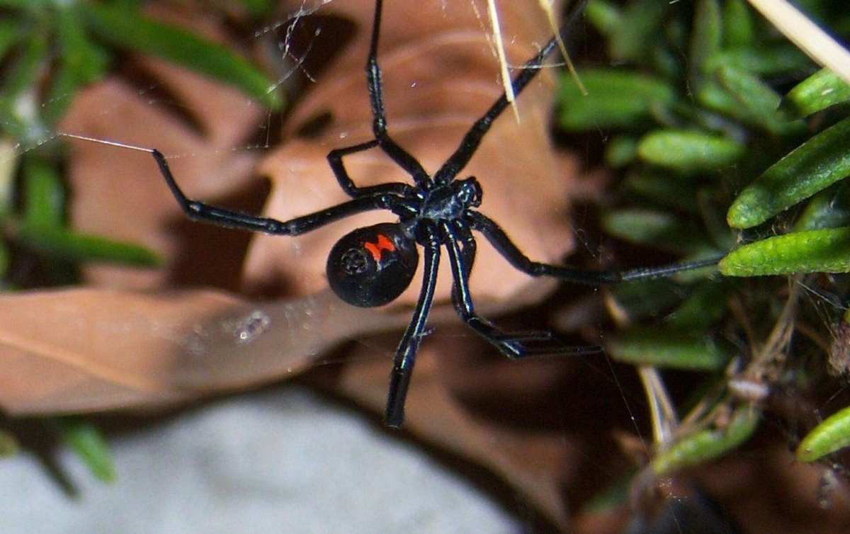 Черная вдова паук