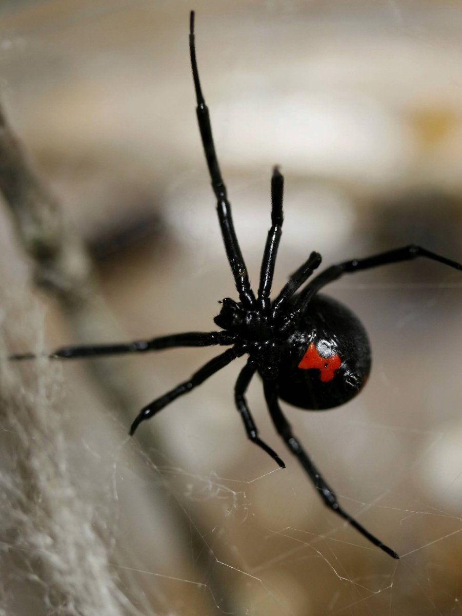 Каракурт черная вдова