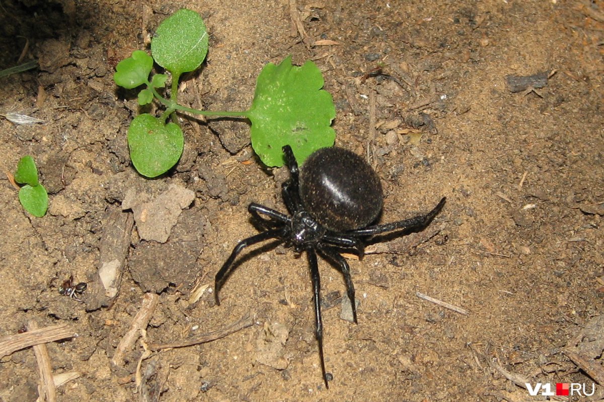 Каракурт в Волгоградской области