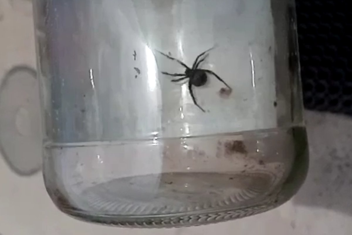Чёрный паук в Ростовской области