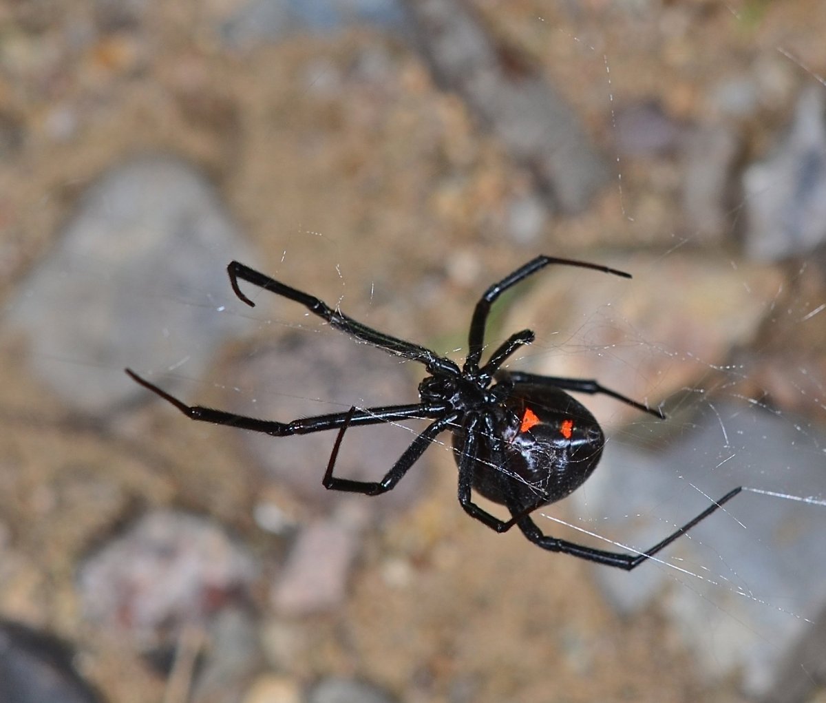 Паук Тарантул и Каракурт