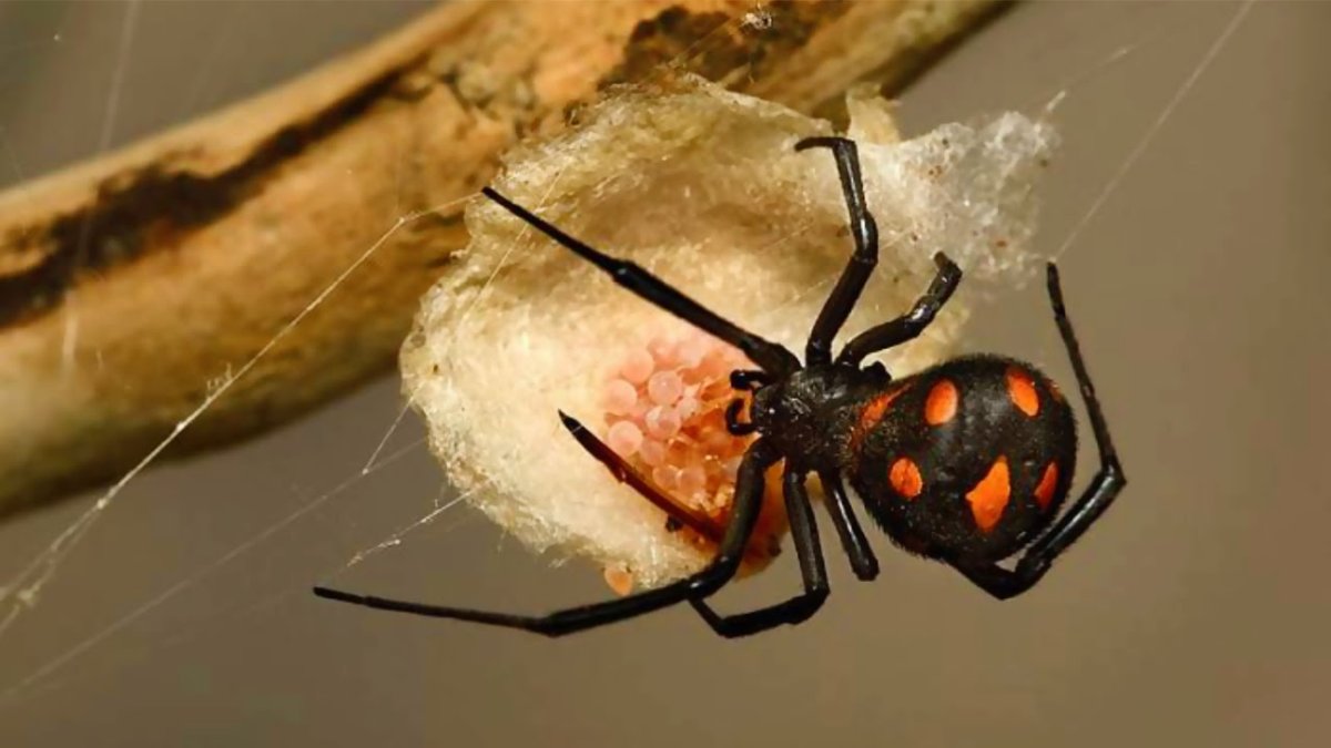 Ядовитый паук Каракурт