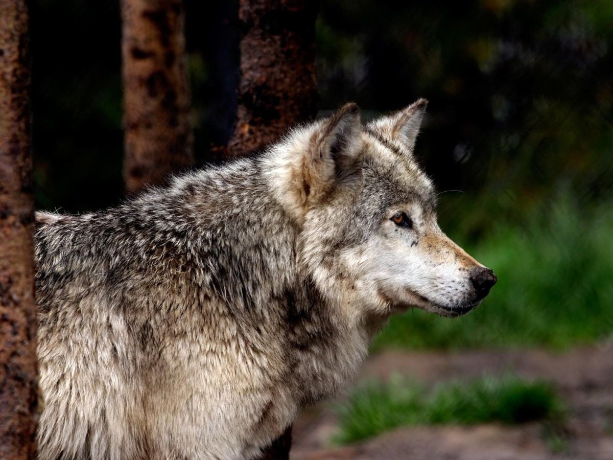 Гордый волк