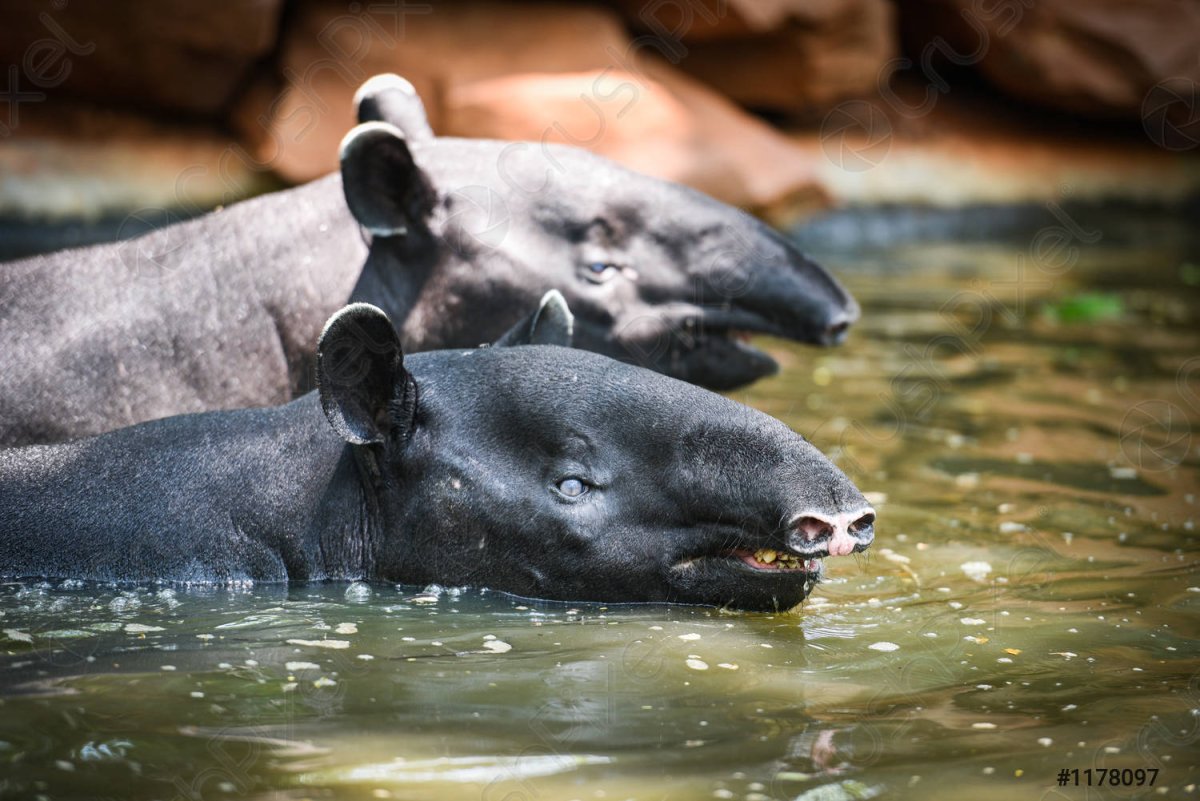 Тапир под водой