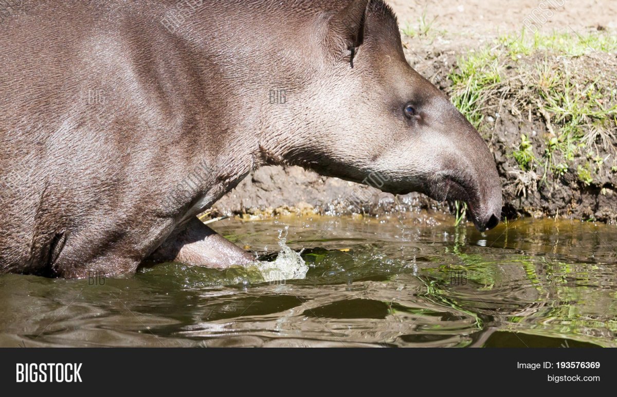 Тапир купается
