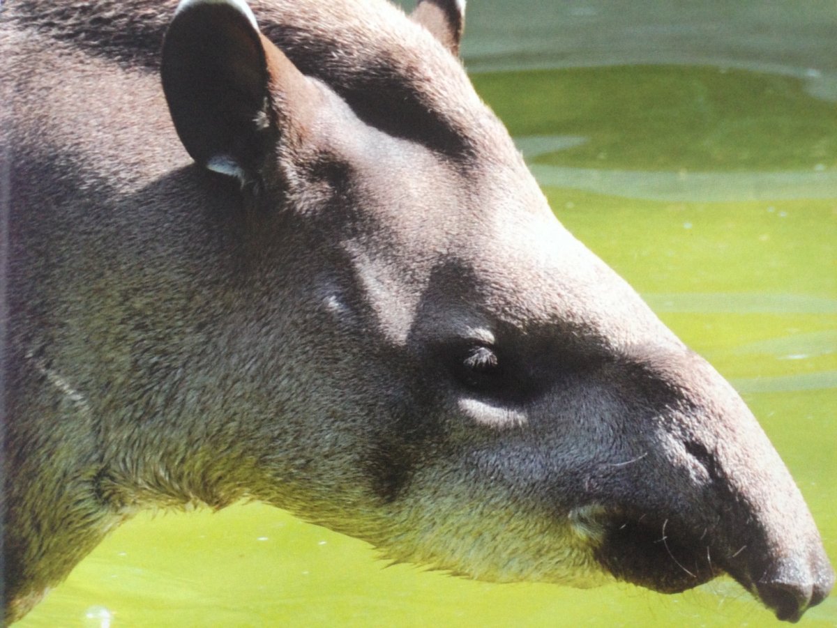 Тапиры и бронтотерии