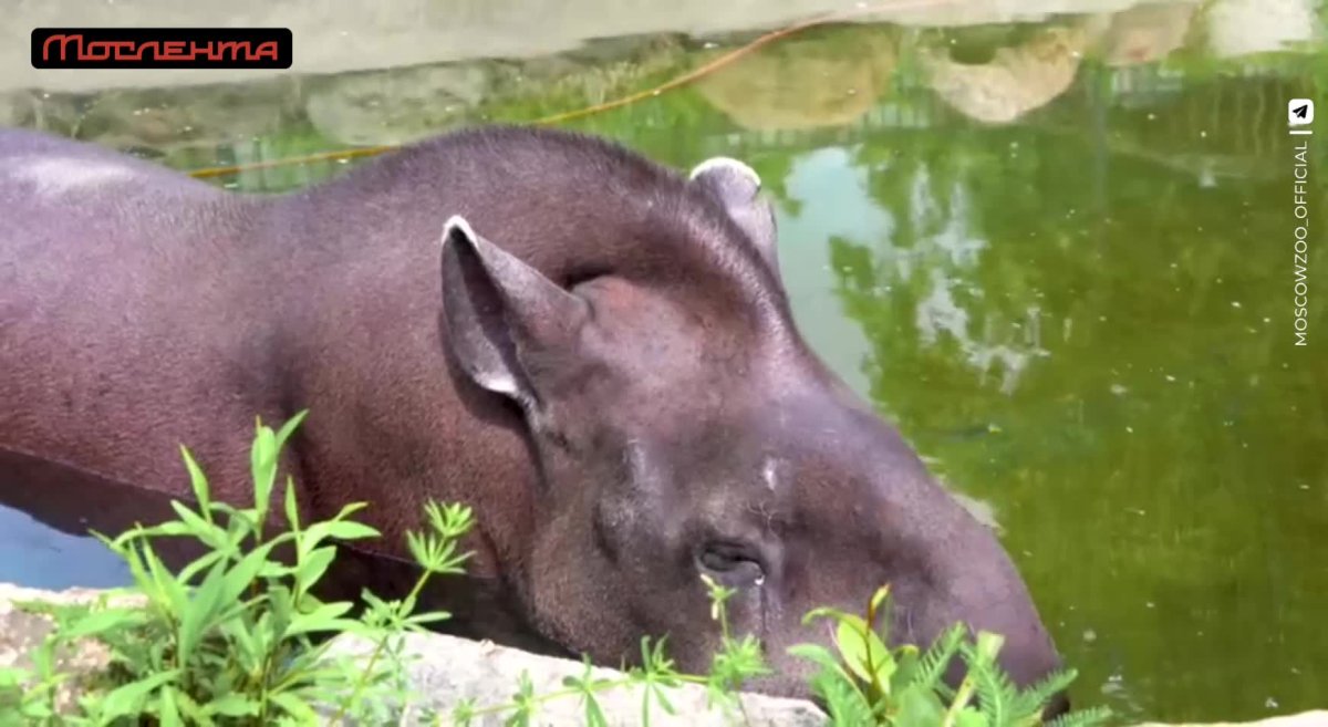 Собаки в Московском зоопарке
