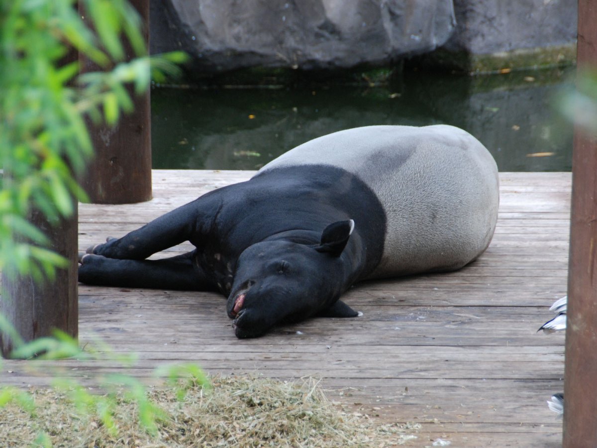 Тапир лежит