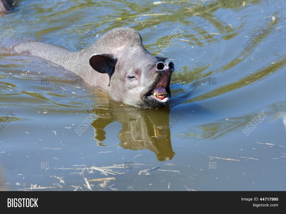 Чепрачный тапир