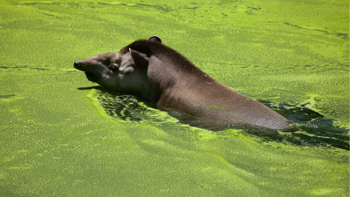 Тапир под водой