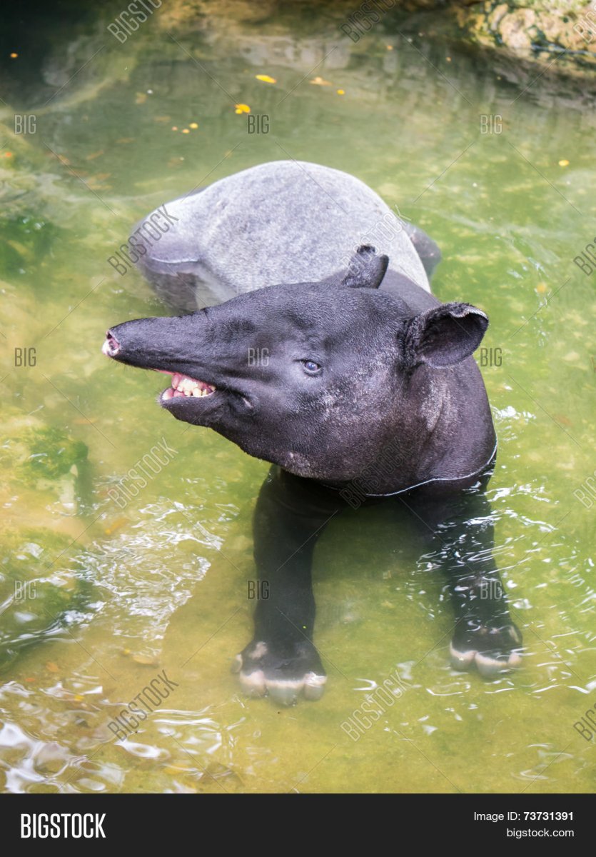 Тапир купается