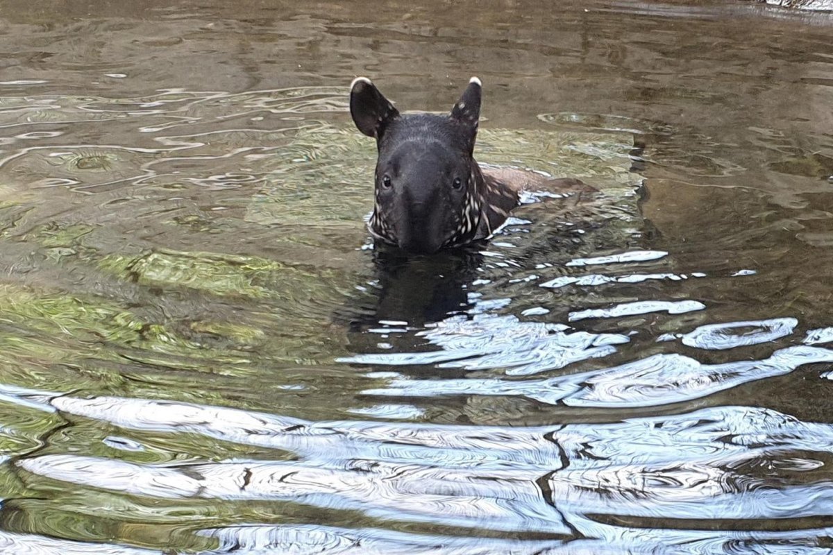 Сафари парк Краснодар фотографии тапир