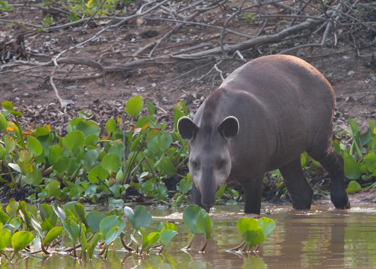 Тапир Амазонка