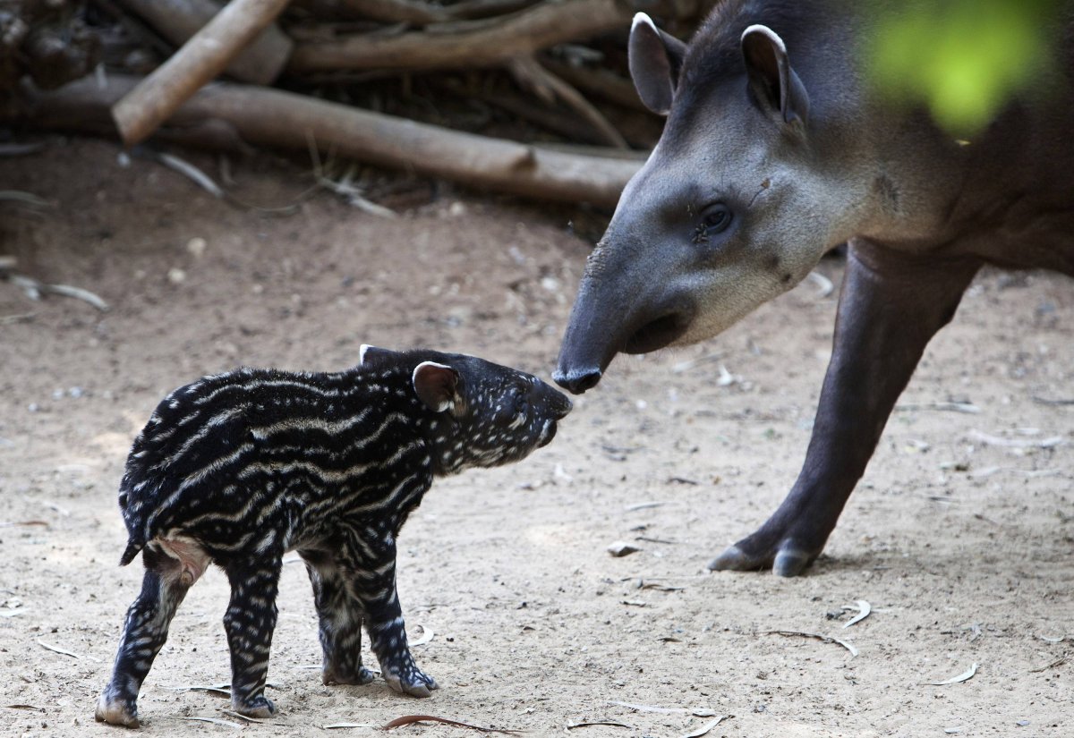 Детеныш тапира