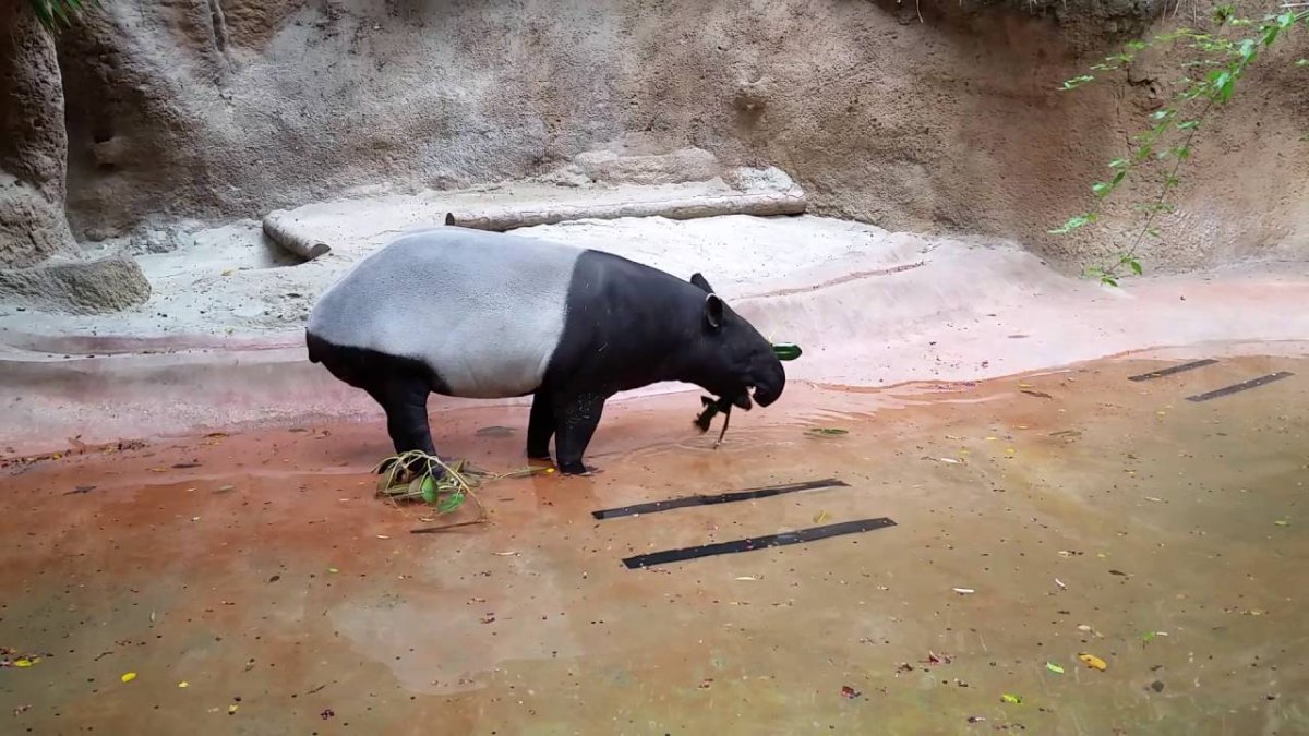 Тапир купается