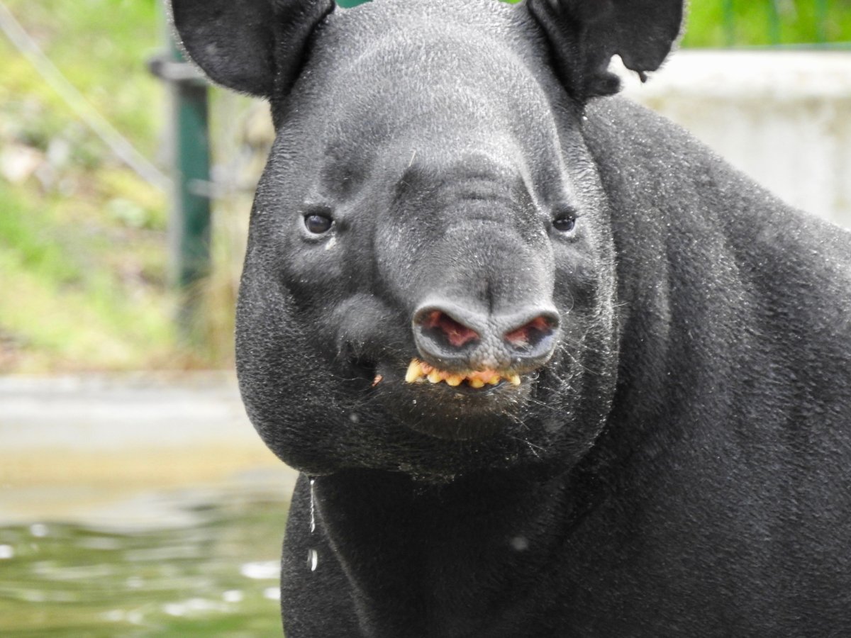 Фрукты тапир