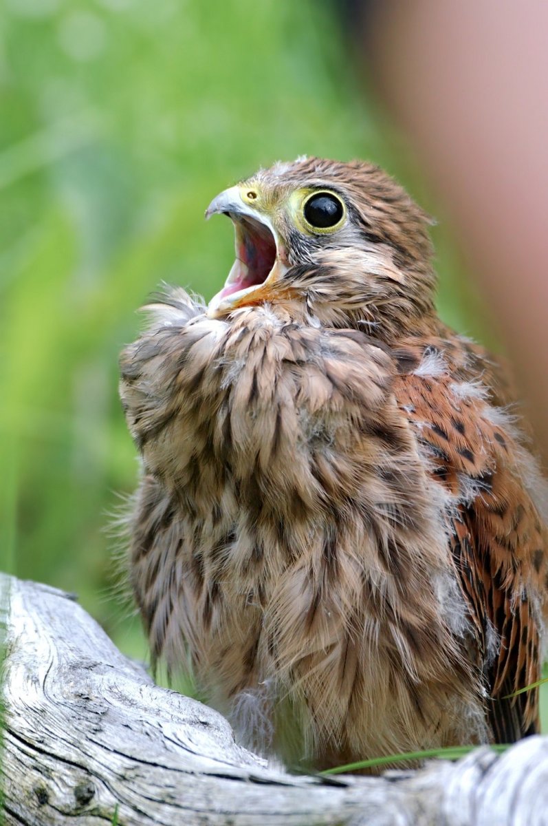 Американская пустельга птенец