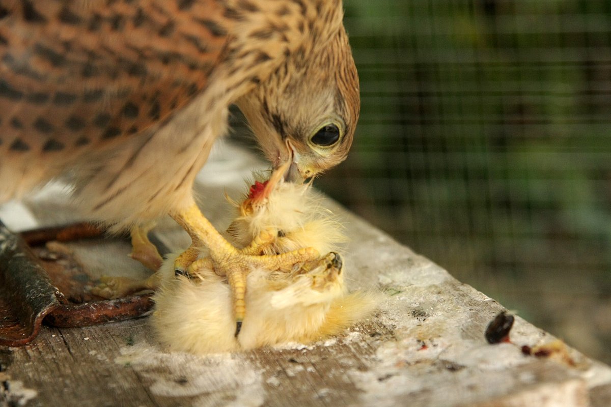 Слеток пустельги