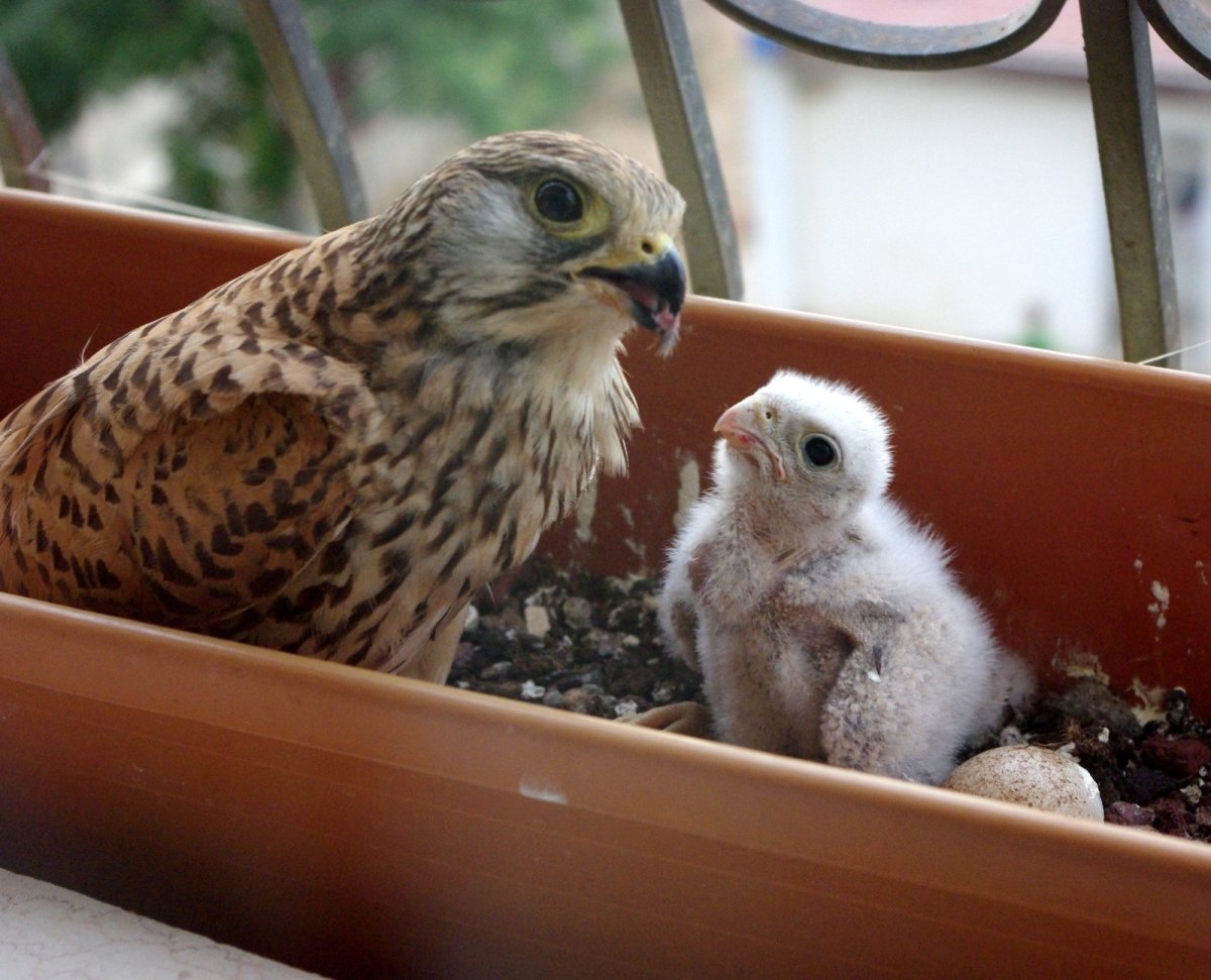 Пустельга птенец слеток