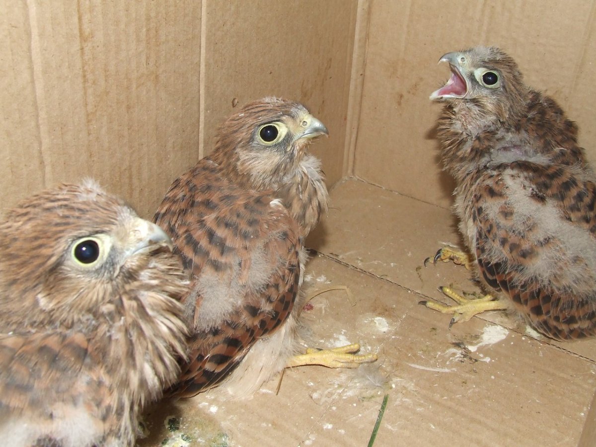 Пустельга птенец