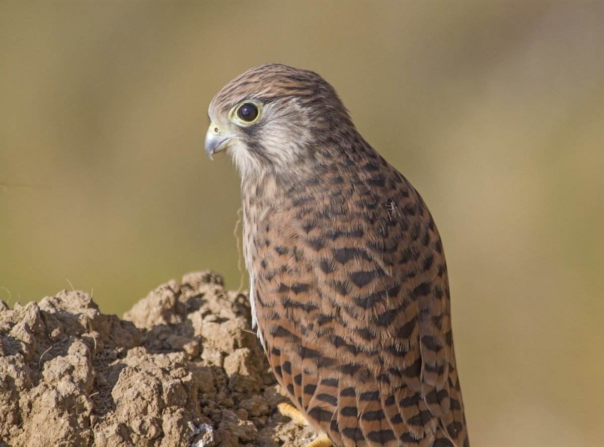 Американская пустельга птенец