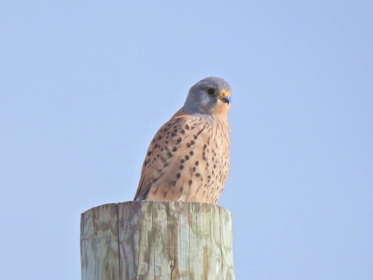 Пустельга обыкновенная в Сибири