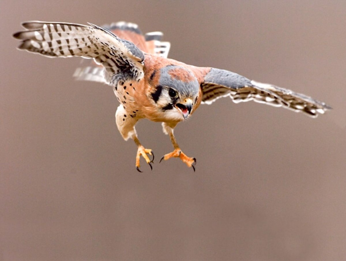 Воробьиная или американская пустельга вид хищных птиц рода Соколов