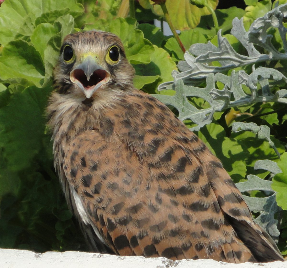 Степная пустельга птенец