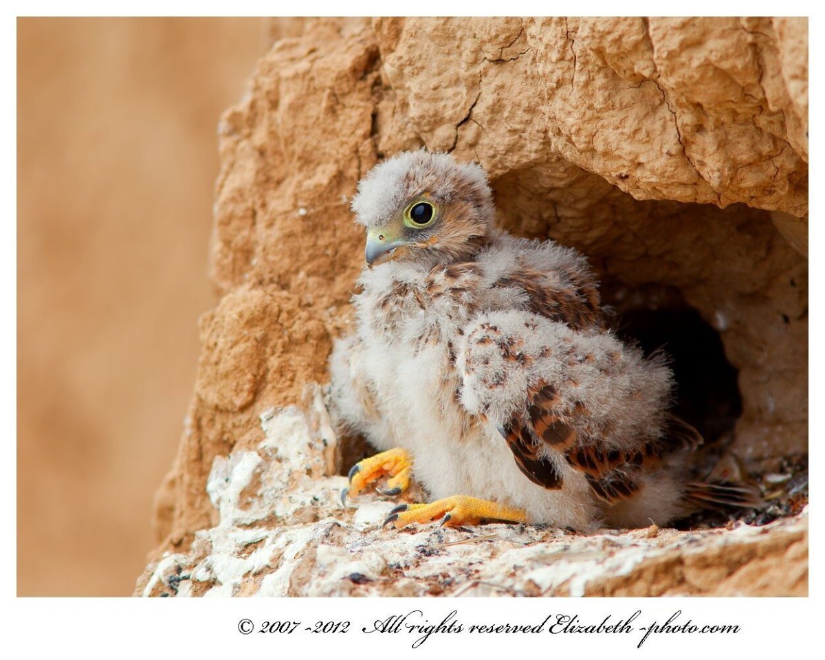 Пустельга птенец