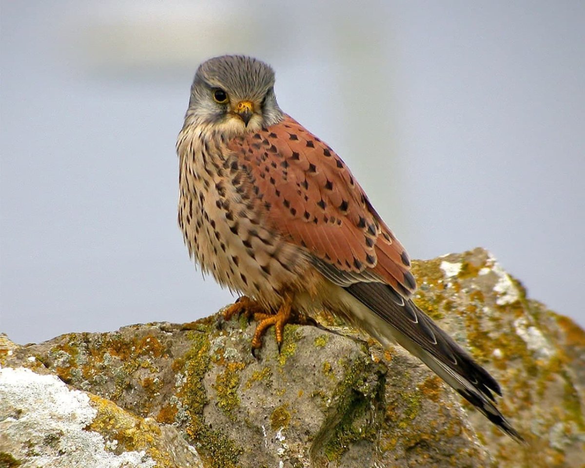 Степная пустельга