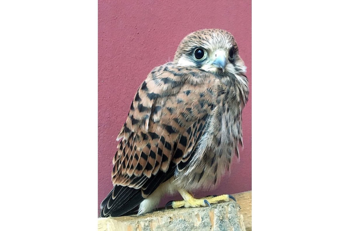 Сокол пустельга слеток