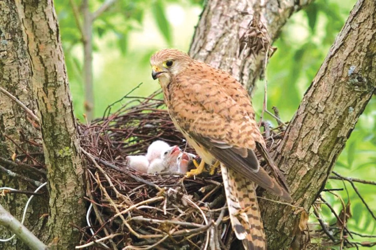 Пустельга обыкновенная гнездо