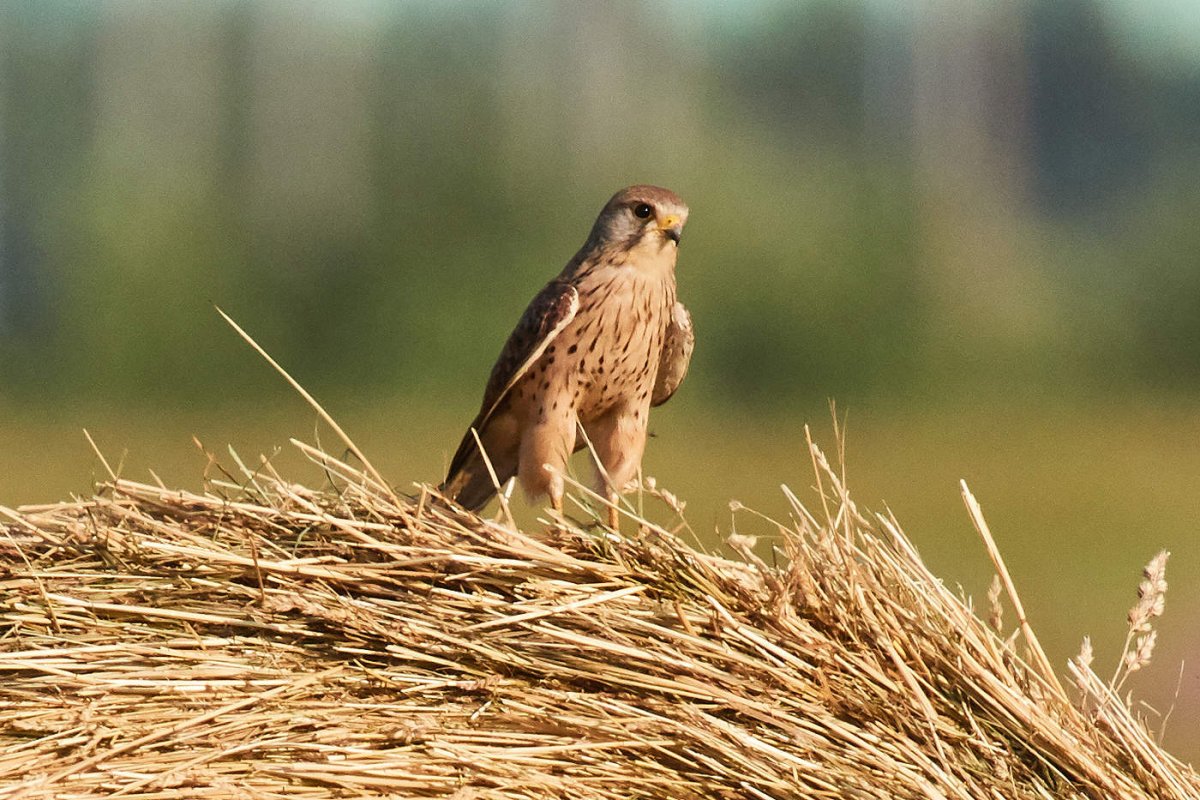 Пустельга Псковская область