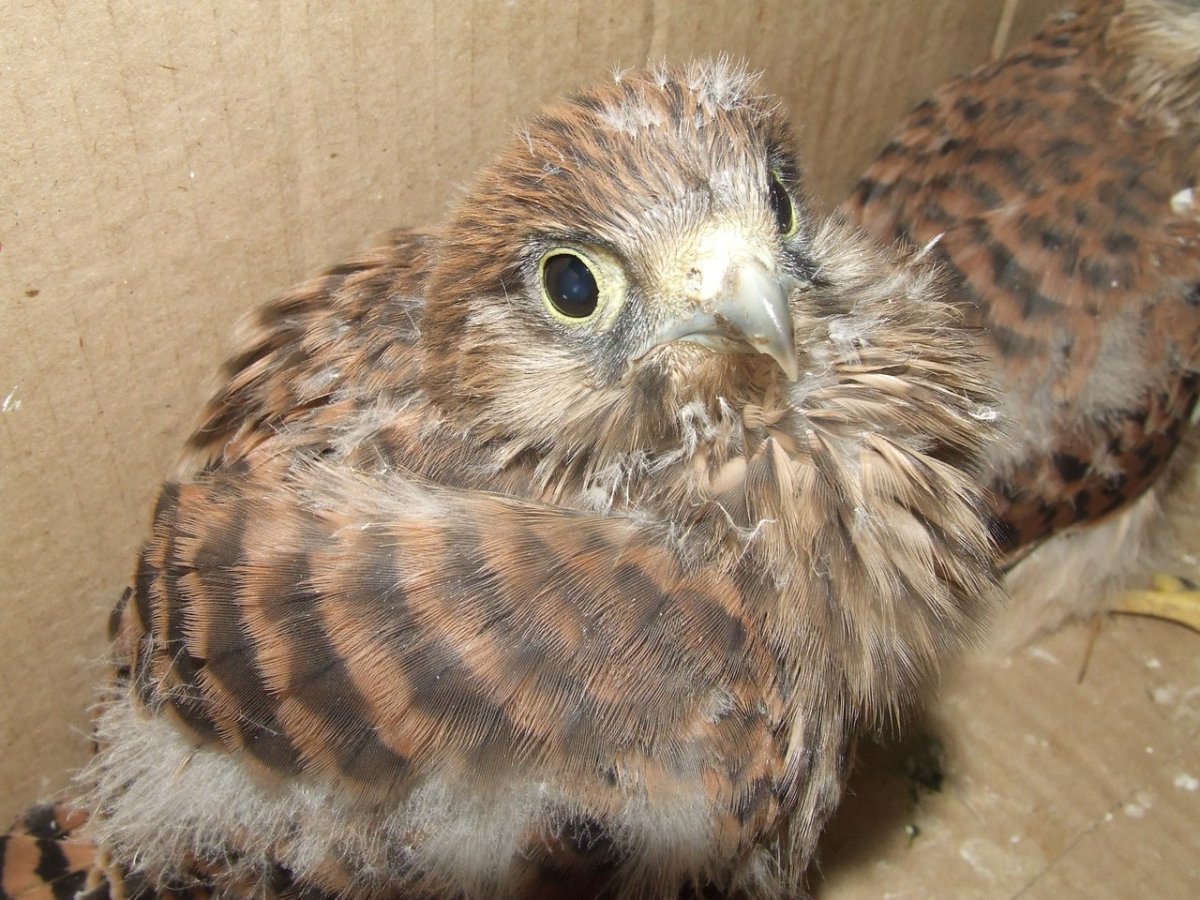 Яйца Сокола пустельги