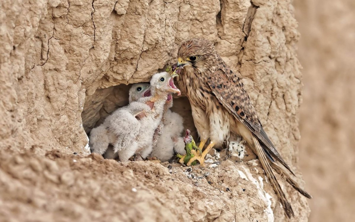 Сокол дербник птенцы