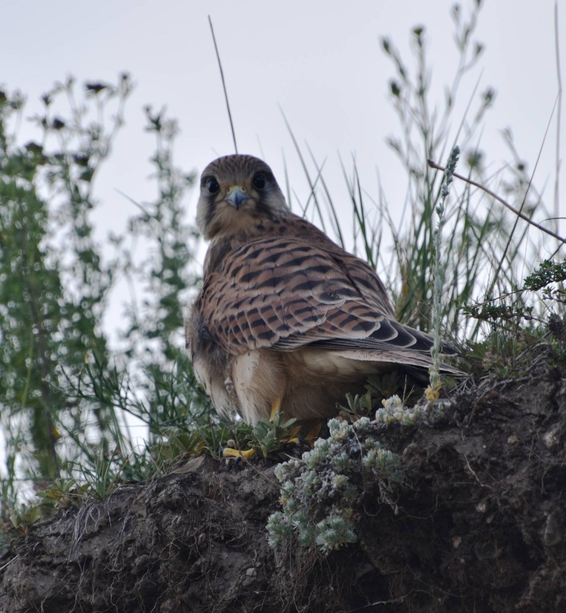 Сокол пустельга ареал