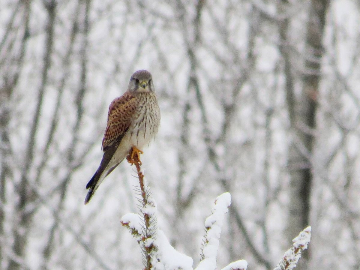 Пустельга снег