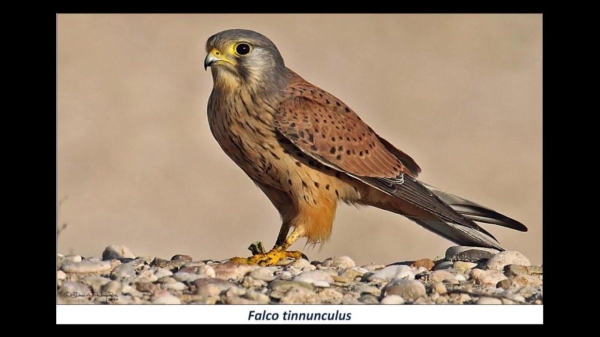 Обыкновенная пустельга