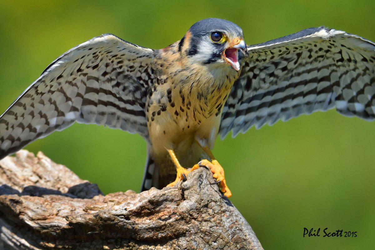 Пустельга Кестрел