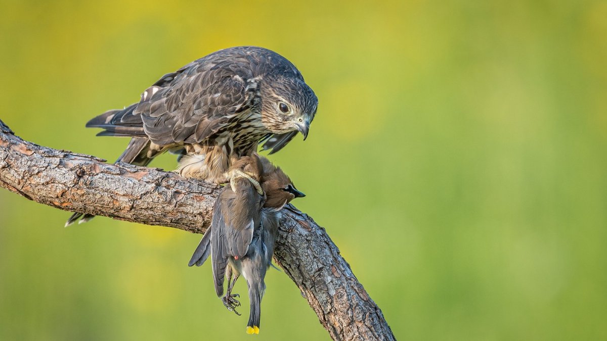 Сокол Кобчик в гнезде
