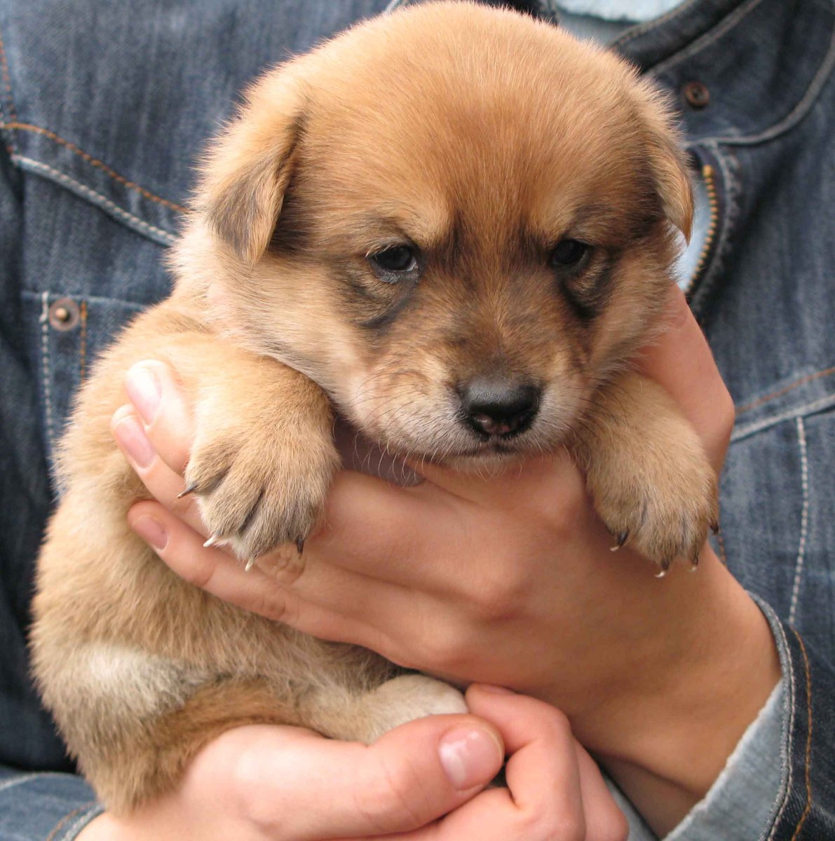 Беспородные щенки