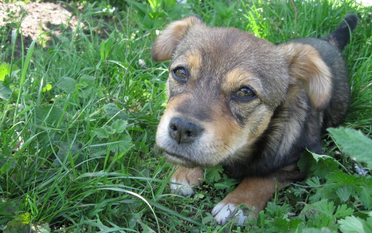 Маленькие породы собак дворняжек