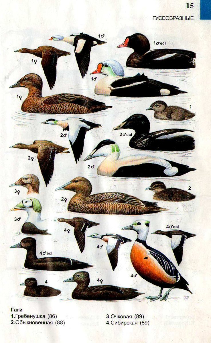 Утки водоплавающие птицы Ленинградской области