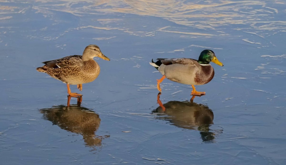 Водоплавающие птицы Воронежской области